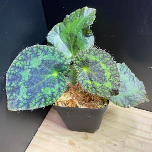 ベゴニア 種」の人気商品一覧 | 安い商品を通販サイトから探す - 価格.com